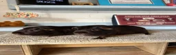 Guinea Pig rodents for sale: Lots of Guinea Pig Ready to pick and Choose From - Advert 6
