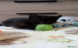 Maine Coon cats for sale: Maine Coon - Image 28