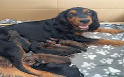 Cocker Spaniel dogs for sale: Working cocker spaniels - Image 2