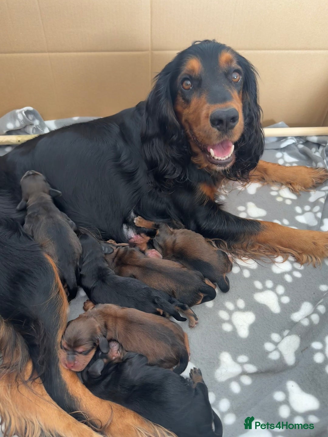 Cocker Spaniel dogs for sale: Working cocker spaniels - Image 2