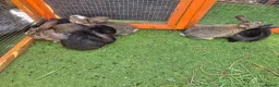 Mixed Breed rabbits for sale: Mix bunnies  - Advert 2