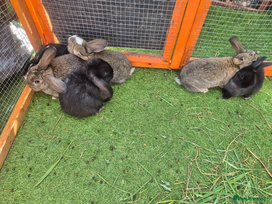 Mixed Breed rabbits for sale: Mix bunnies  - Advert 2