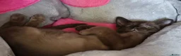 Burmese cats for sale: Beautiful playful Burmese kittens  - Advert 5