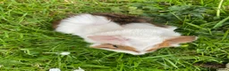 Guinea Pig rodents for sale: Cute Abyssinian-longhaired sow/ female  in Ashford - Advert 3