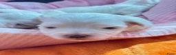 Maltese dogs for sale: 🐾💕 ADORABLE TINY PURE MALTESE - RESERVE NOW!  - Advert 11