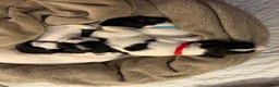 English Springer Spaniel dogs for sale: 3 female Springer spaniel puppies  - Advert 6