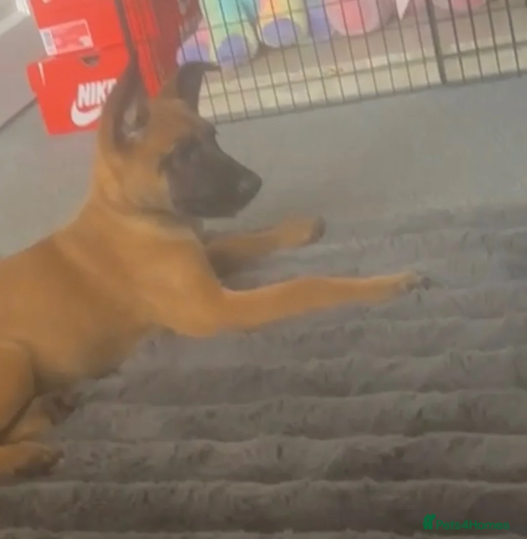 Belgian Shepherd Dog dogs for sale: Belgian Malinois - Advert 1