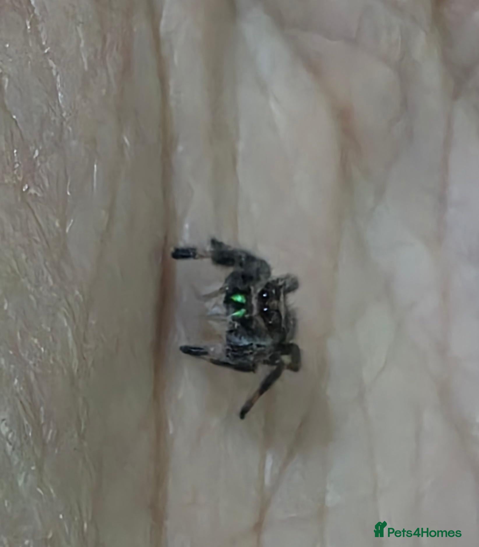 Spiders invertebrates Phidippus regius Bahamas  - Advert 1