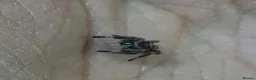 Spiders invertebrates for sale: Phidippus regius Bahamas  - Advert 1