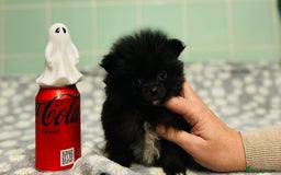 Pomeranian dogs for sale: Beautiful Pomeranian puppies  - Image 36