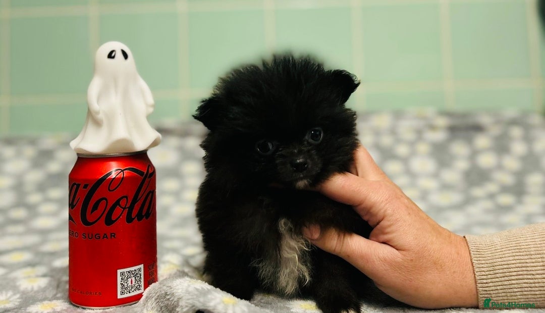 Pomeranian dogs for sale: Beautiful Pomeranian puppies  - Image 36
