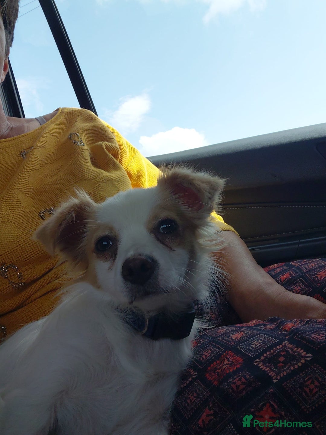 Mixed Breed dogs for adoption: NIVA - a Tiny, Beautiful Girl - for a Loving Home - Image 19
