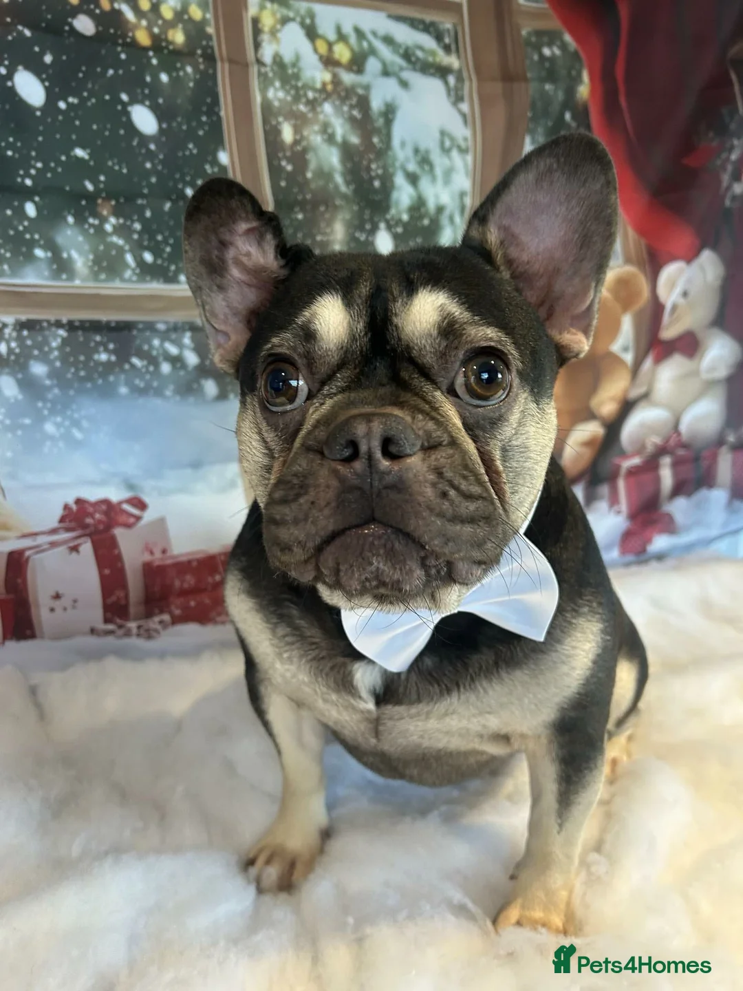 French Bulldog dogs for sale: Male french bulldog - Advert 10