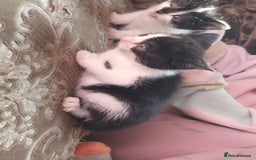 Mixed Breed cats for sale: Beautiful kitten's  - Image 3