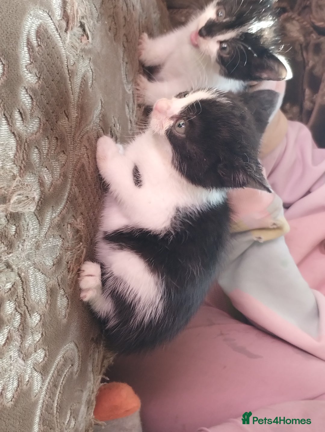 Mixed Breed cats for sale: Beautiful kitten's  - Image 3