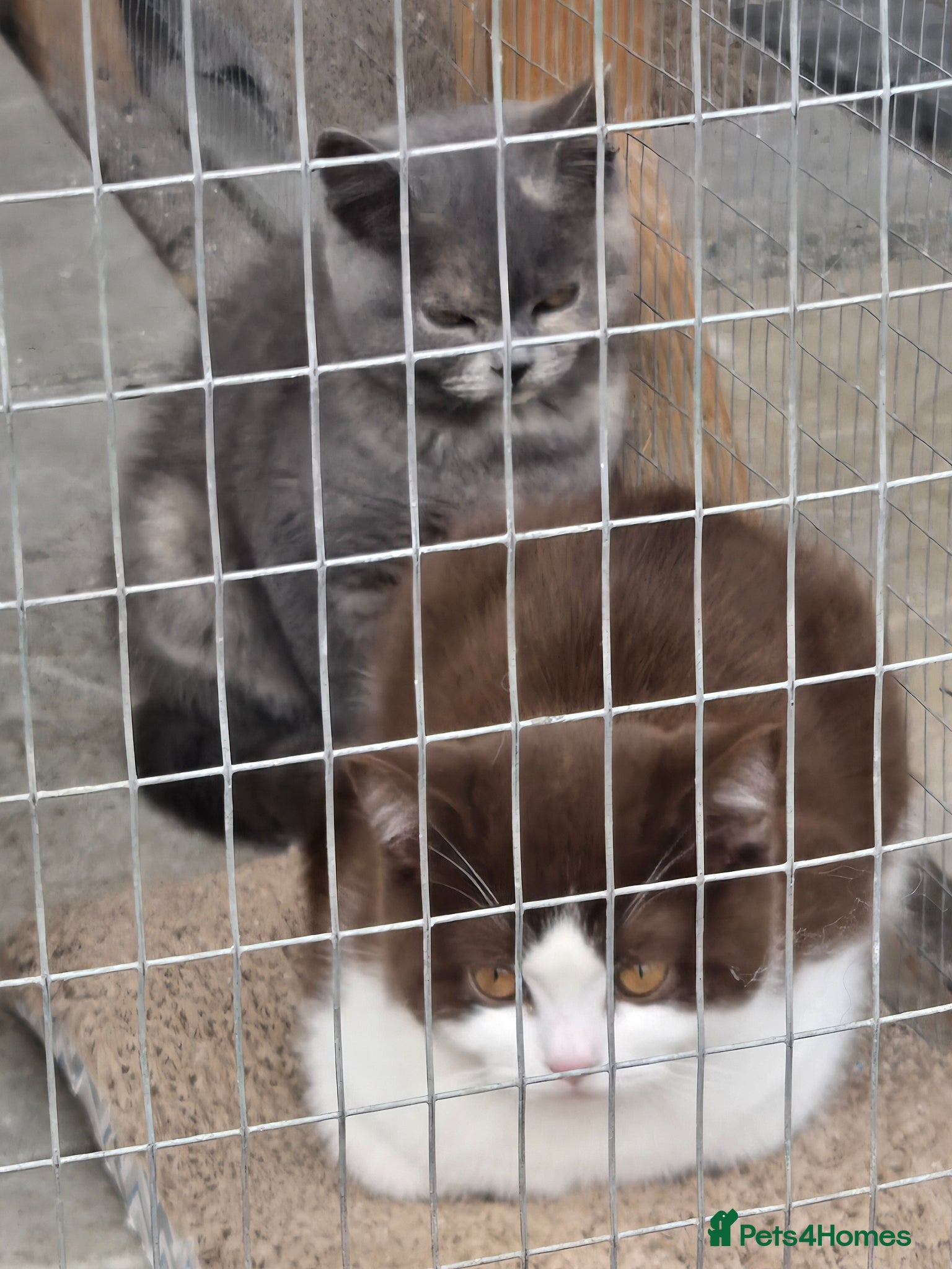 British Shorthair cats for sale: ❤️REDUCED TICA REG❤️ - Advert 18
