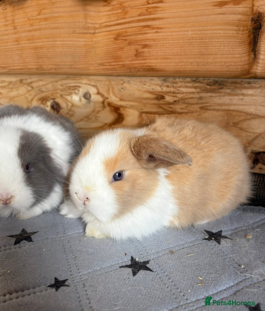 Mini Lop rabbits for sale: 2 beautiful pure mini lop babies - Image 6