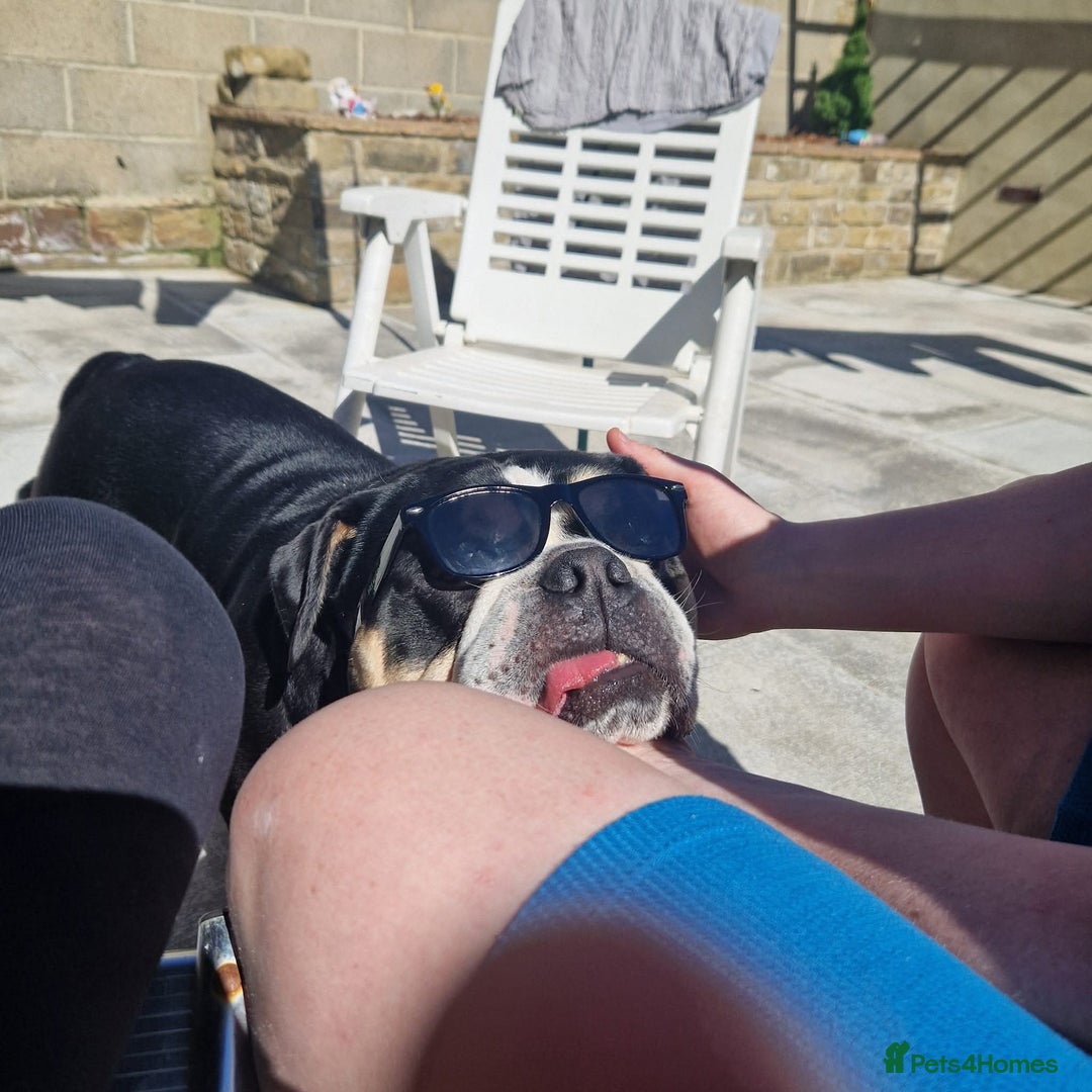 English Bulldog dogs for sale: Ernie  - Advert 8