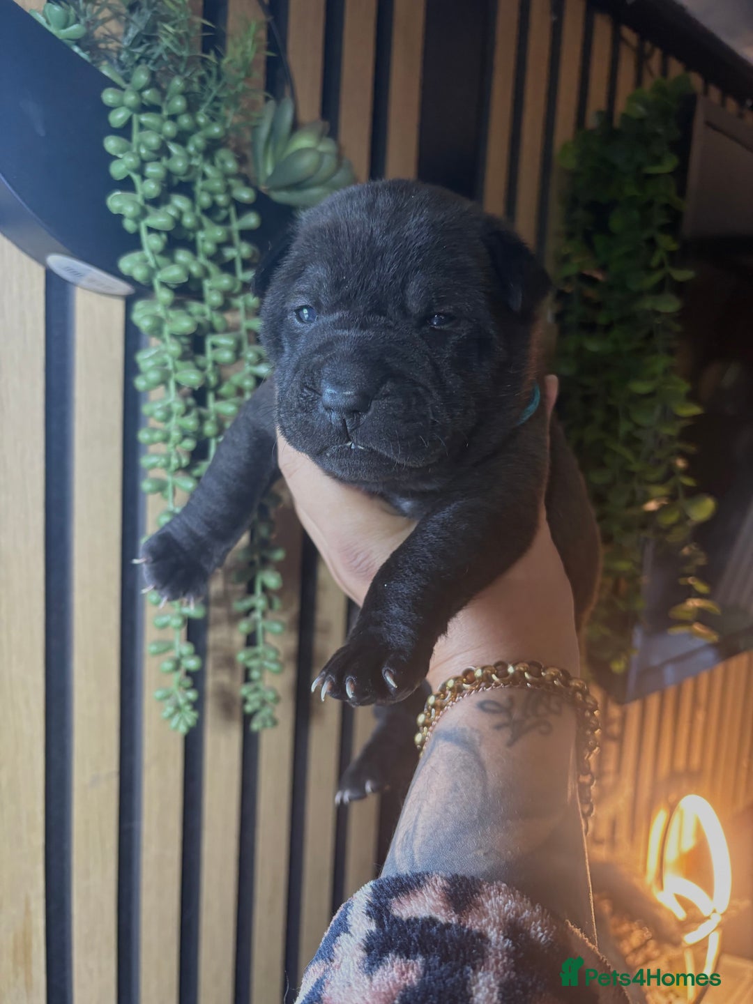 Shar Pei dogs for sale: Black sable Sharpeis  - Advert 7