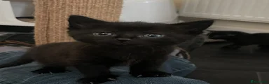Mixed Breed Kitten 1