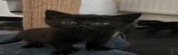 Mixed Breed cats for sale: Black Males and Rare Ginger Females  - Advert 9