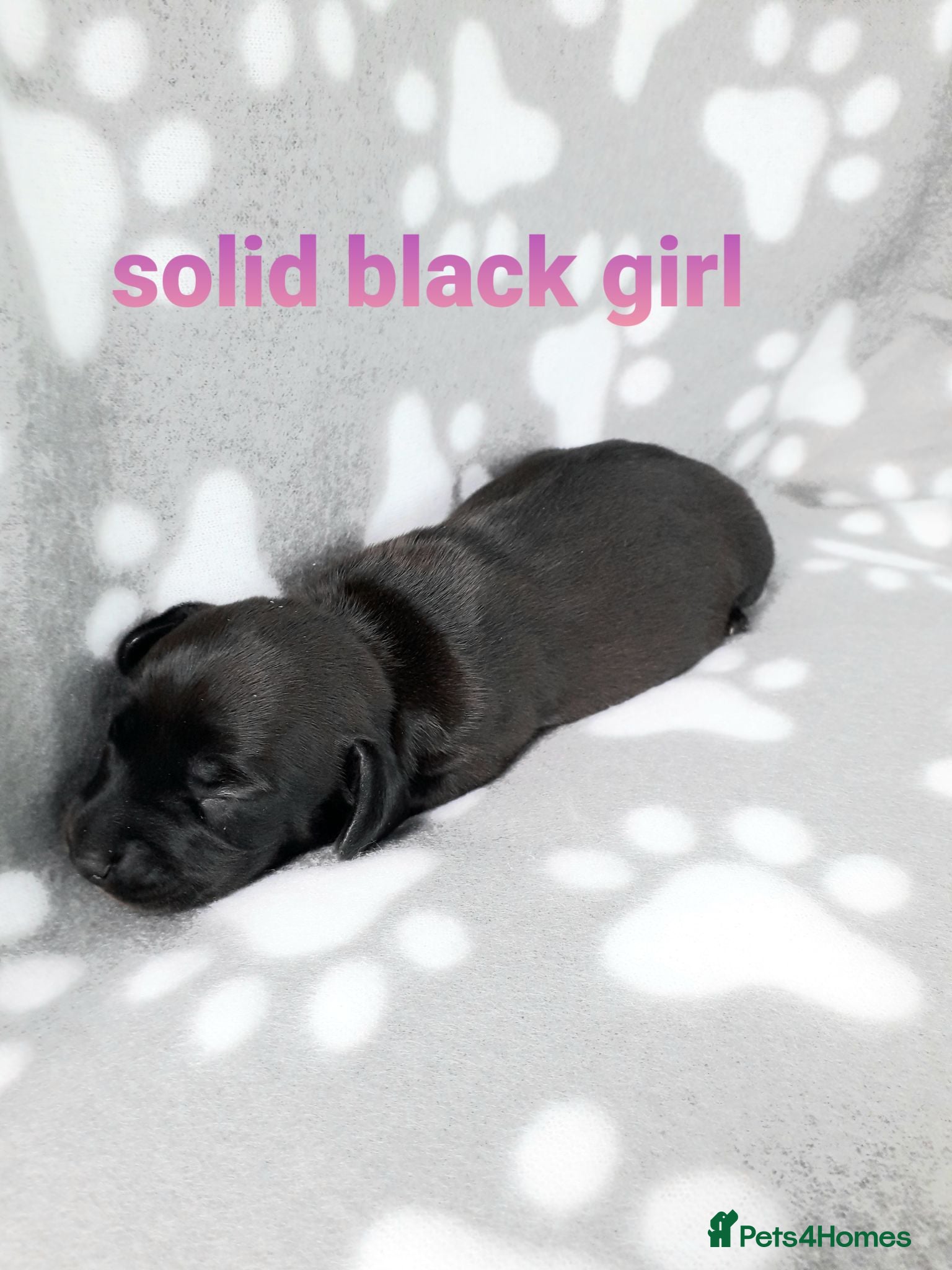 Miniature Dachshund dogs *AMAZING*QUALITY*TRUE*MINIATURE*DACHSHUNDS* - Advert 4