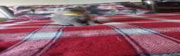 British Shorthair cats for sale: Beatiful Mix-Breed Kittens  in Croydon - Advert 3