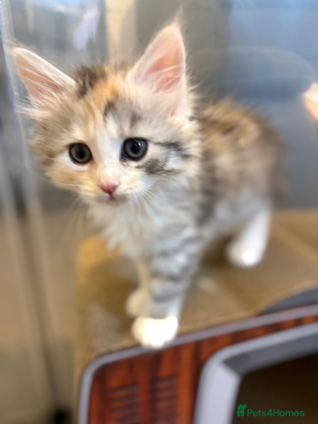 Mixed Breed cats for sale: Stunning Maine coon x Scottish Fold kittens - Advert 14