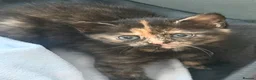 Mixed Breed cats for sale: 4 kittens for sale - see description for prices  - Advert 20