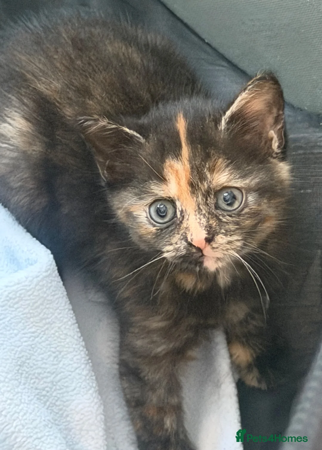 Mixed Breed cats for sale: 4 kittens for sale - see description for prices  - Advert 20