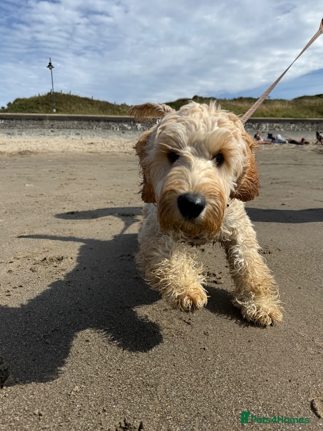 Cockapoo dogs for sale: 6 month cockerpoo in Flint - Advert 6