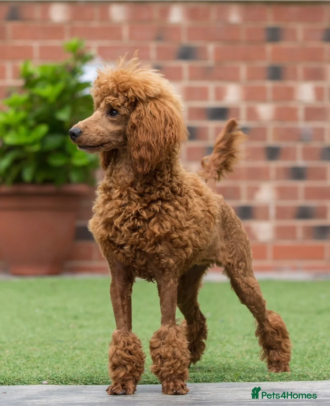 Miniature Poodle dogs for sale: Donna jay Exceptional Deep Red Mini Poodle Girl —  in Stafford - Advert 3