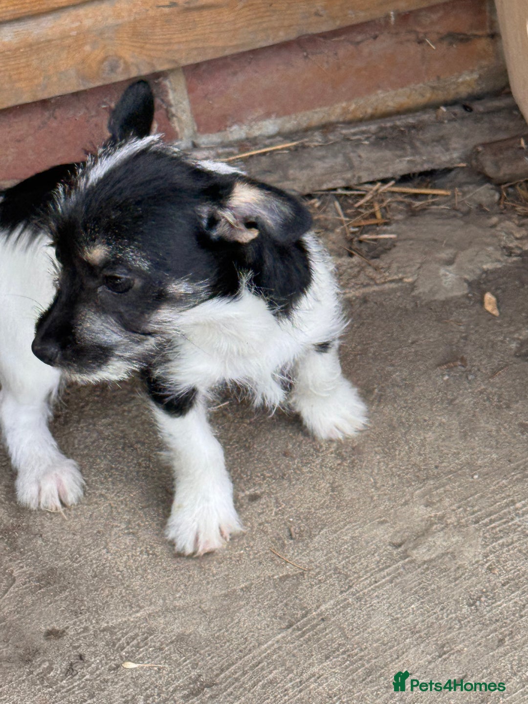 Mixed Breed dogs for sale: 2 beautiful girls ready to go Chihuahua X terrier - Image 2