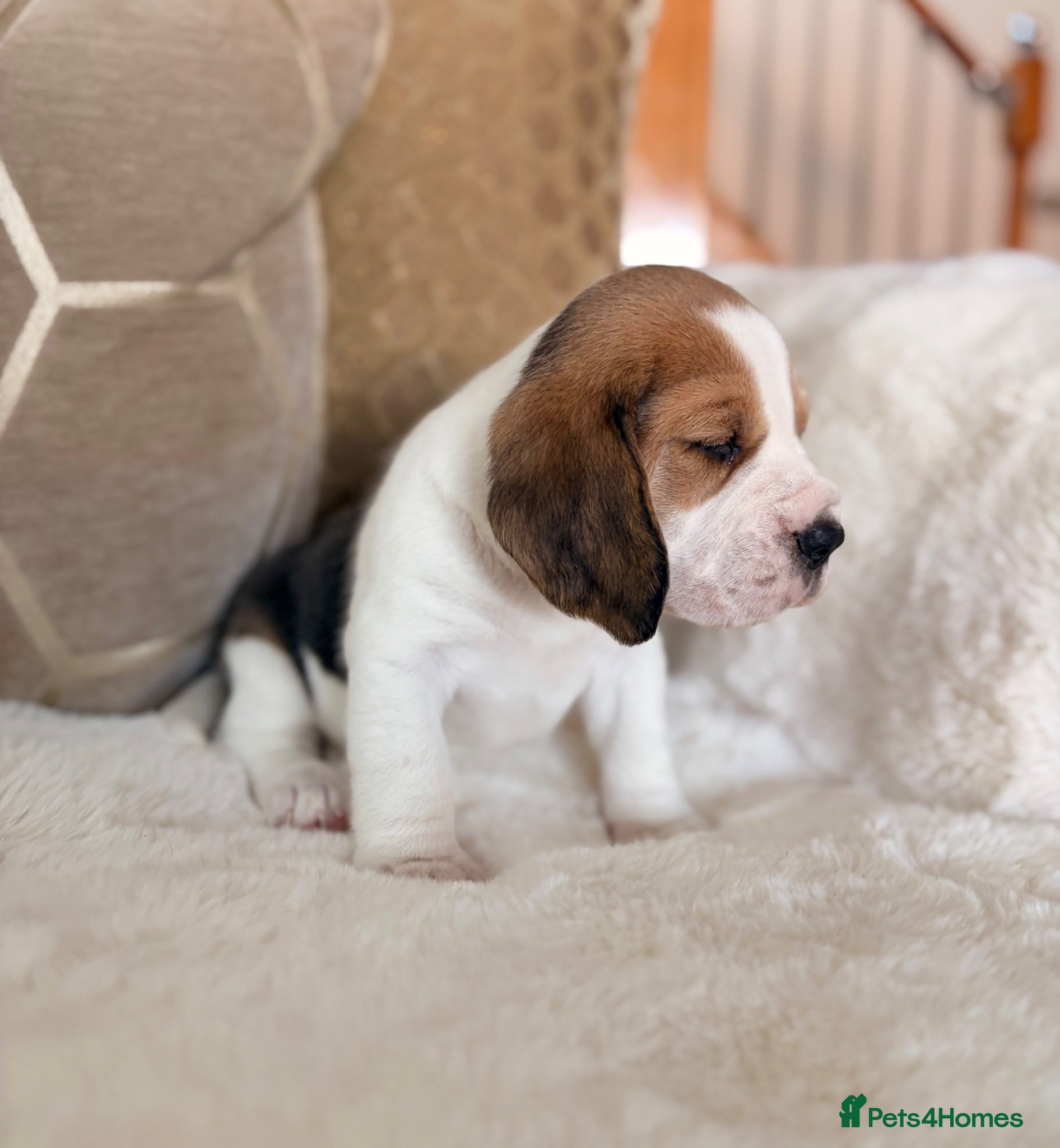 Beagle dogs STUNNING KC 5 GEN TRI COLOUR/TAN+WHITE BEAGLE PUPS - Advert 2