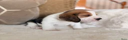 Beagle dogs for sale: STUNNING KC 5 GEN TRI COLOUR/TAN+WHITE BEAGLE PUPS - Advert 2