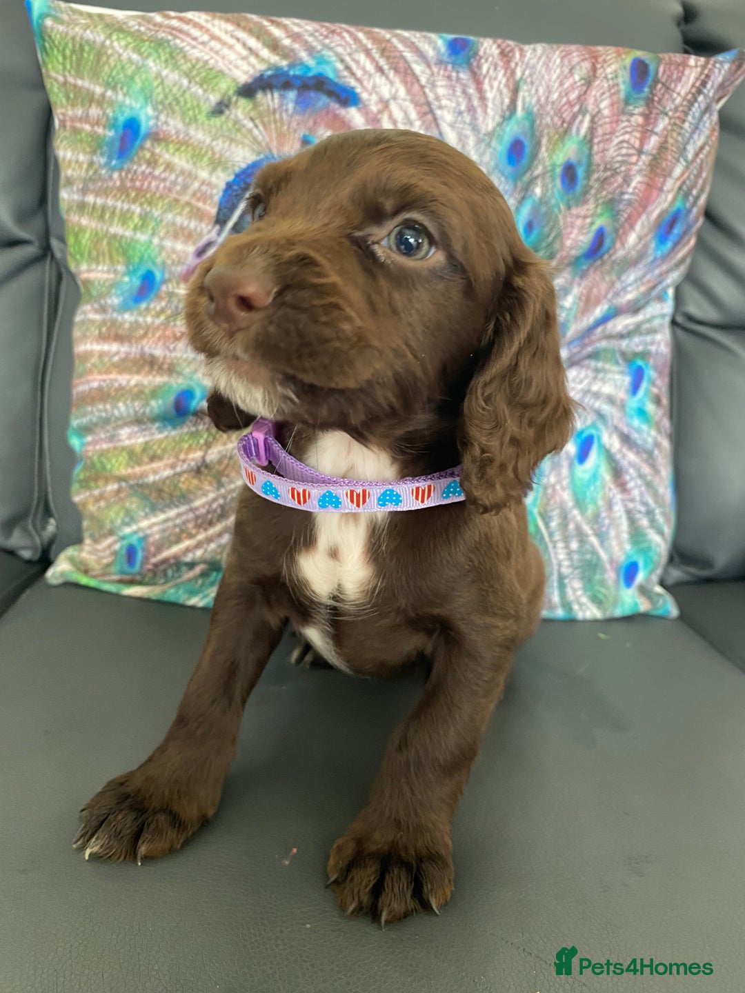 Cocker Spaniel dogs for sale: Beautiful cocker spaniel puppies - Image 2