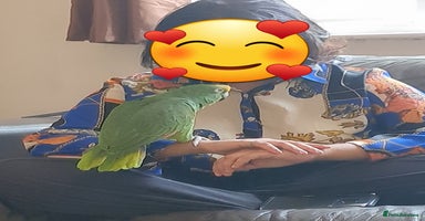 Parrots birds Very Vocal Male Panama Amazon & Large Parrot Cage - Advert 3