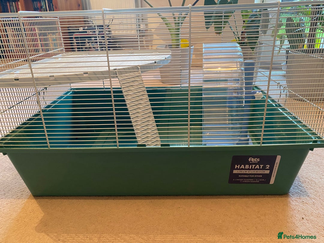 Hamster rodents for sale: Pets at home cage and wheel - Image 5