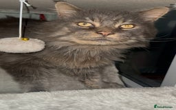 Maine Coon cats for stud: HUGE TICA Active Championship male stud - Image 5
