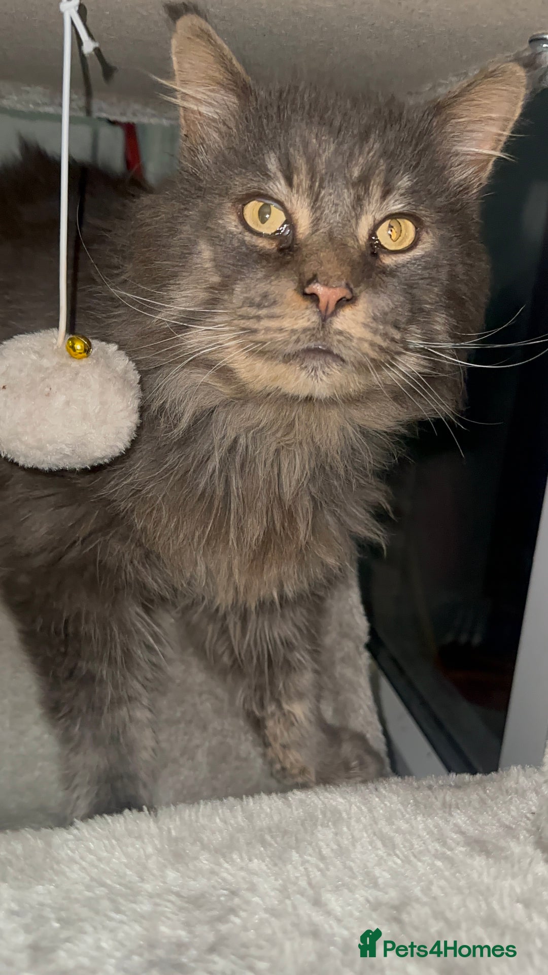 Maine Coon cats for stud: HUGE TICA Active Championship male stud - Image 5