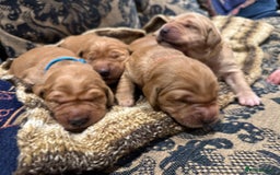 Golden Retriever dogs for sale: Working Golden Retriever puppies - Advert 2