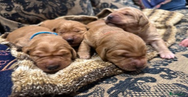 Golden Retriever dogs Working Golden Retriever puppies - Advert 1