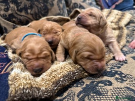 Golden Retriever dogs Working Golden Retriever puppies - Advert 3