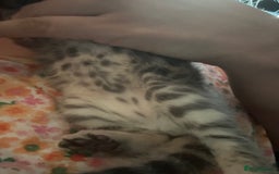 Bengal cats for sale: Pedigree bengal kittens  - Image 8