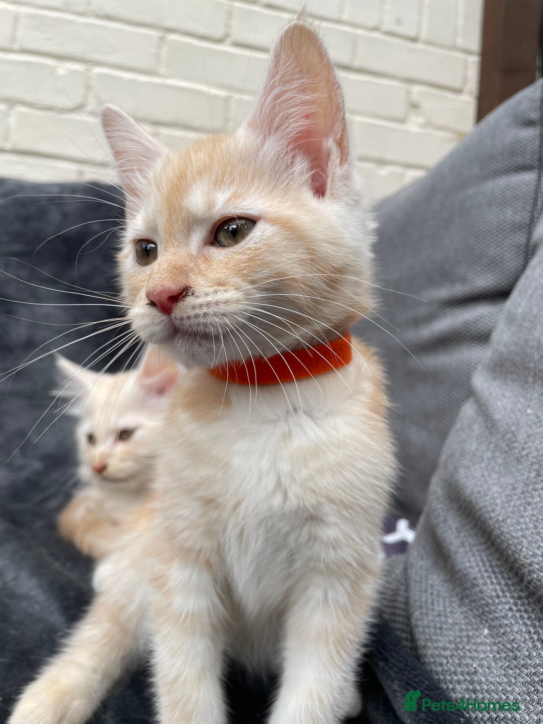 Maine Coon cats for sale: Maine Coon Cross Kittens 3 Girls , 2 Boys - Image 11