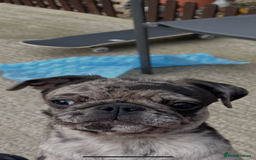 Pug dogs for sale: Beautiful female Pug - Image 10