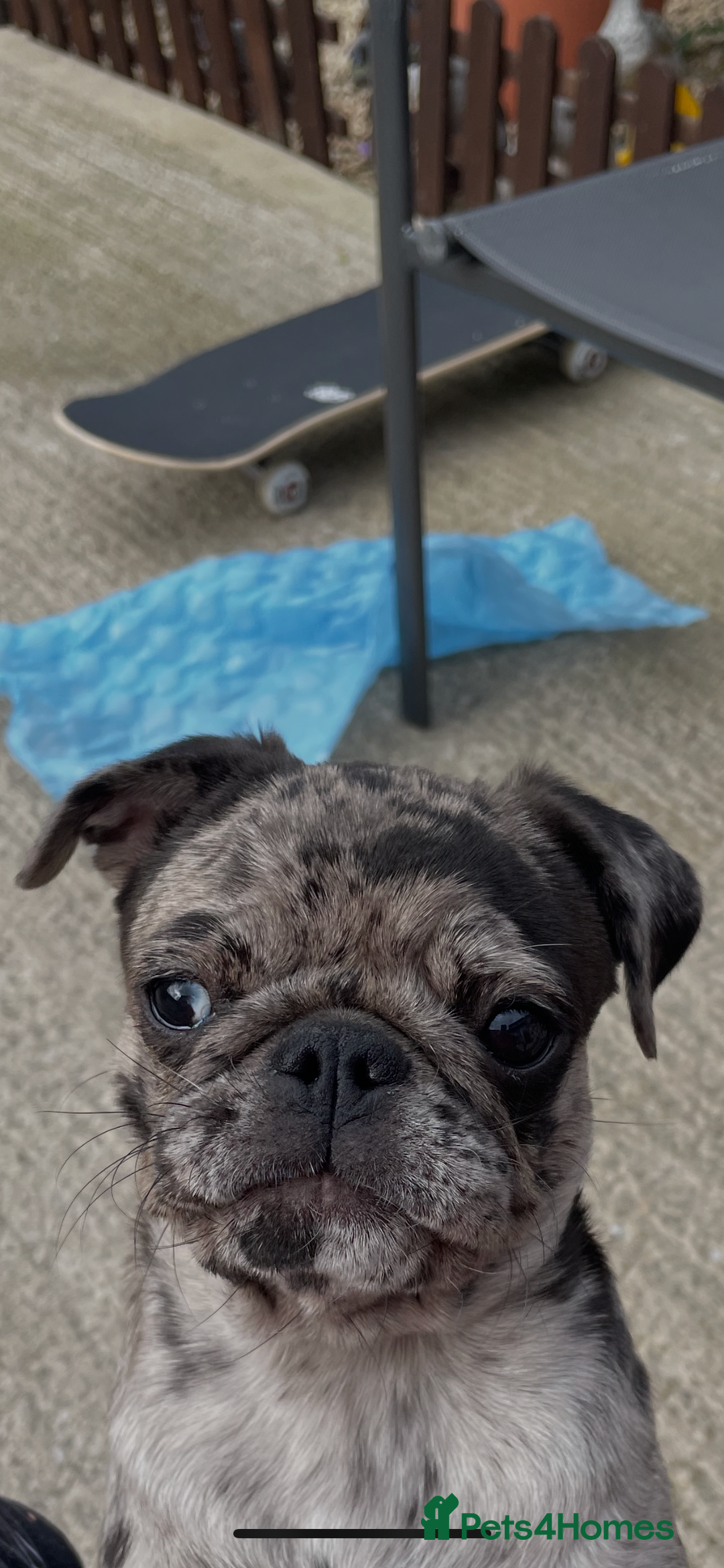Pug dogs for sale: Beautiful female Pug - Image 10