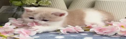 British Shorthair cats for sale: Stunning British Shorthair kittens  - Advert 13