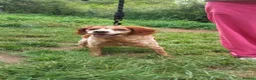 Brittany Spaniel dogs for adoption: Quira in Ilfracombe - Advert 3