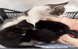 Mixed Breed cats for sale: Three unique sweethearts looking for new homes 🏡  - Image 3